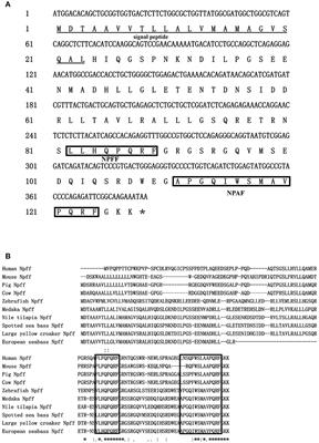 Evidence for the Direct Effect of the NPFF Peptide on the Expression of Feeding-Related Factors in Spotted Sea Bass (Lateolabrax maculatus)